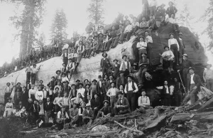 The old-school lumberjacks who felled giant trees with axes