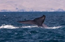 Wieloryb schodzi z widelca