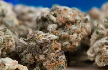 Marihuana w mandarynkach. CBŚP przejęło 112 kg narkotyków