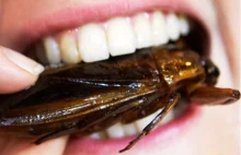 Czy jedzenie owadów może ocalić świat ? - film dokumentalny. lektor PL