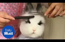 Urocza królika siedzi cierpliwie, jak robi się stylowe fryzury!
