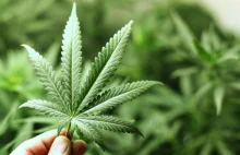 Uwaga! Marihuana też może wywoływać objawy alergiczne