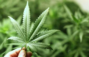 Uwaga! Marihuana też może wywoływać objawy alergiczne