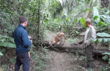 Ambue Ari – wolontariat w dżungli | animalus