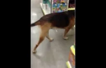 Pies wszedł do sklepu, wybrał sobie zabawkę i wyszedł bez płacenia
