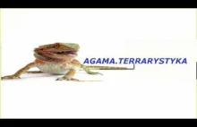 Agama Brodata - Mały poradnik cz.1 (TERRARIUM