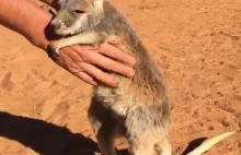 Osierocony kangurek chciał się tylko przytulić