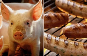 Cuddly Piglets Rescued From Fire Served as Sausages to Firefighters