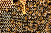 Olbrzymie wymieranie pszczół - w ciągu roku aż 44 procent.