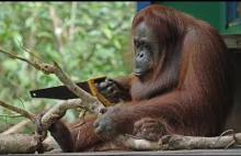Orangutan kontra robot-orangutan: pojedynek na piłowanie