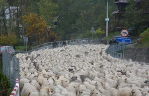 Tysiące owiec zablokowało ruch na ulicach miasta!