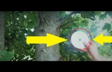 Najdziwniejszy filmik pod słońcem typek ścina drzewo ale w jaki sposób..