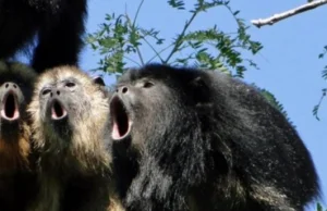 Amerykańscy naukowcy potwierdzają: małpy z małymi jądrami wyją...