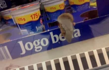 Szczur na półce z jedzeniem w Biedronce. Jeronimo Martins wyjaśnia sprawę