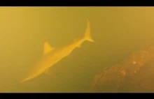 Rekiny żyjące w wulkanie