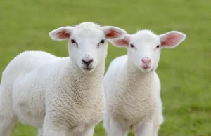 Tak rzeźnicy maltretują bezbronne owieczki, by potem wykrwawiły się na śmierć