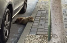 Mała uchatka uratowana na ulicach San Francisco.