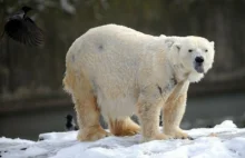 Imigranci włamali się do ciężarówki z polarnym niedźwiedziem