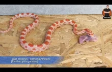 KARMIENIE WĘŻA ZBOŻOWEGO MYSZKĄ [Pantherophis guttatus]...