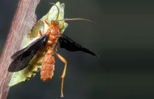 Osy zmodyfikowały genetycznie gąsienice