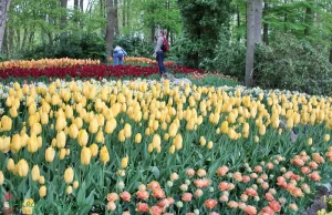 Kuchenne ogrody Keukenhof