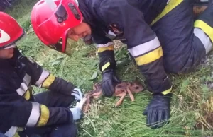 Strażacy uratowali maleńką sarenkę, schronisko ją uśpiło