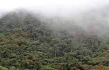 Polscy badacze chcą kupić 30 ha dżungli w Kolumbii i utworzyć tam rezerwat.