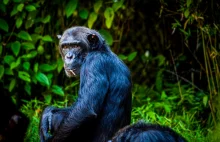 Czteroletnia wojna szympansów