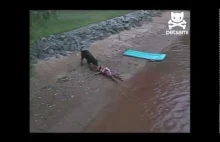 Pies ratuje dziecko przed utonięciem