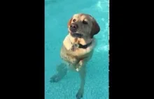 Pies pływający na chodząco w basenie