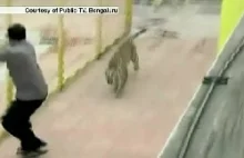 Leopard Breaks Into a School