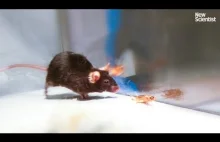 Mice made to kill using mind control lasers