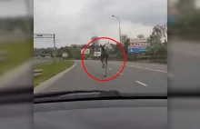 Z drogi, bo łoś biegnie! Zwierzę zaskoczyło kierowców na al. Tysiąclecia [WIDEO]