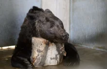 Sparaliżowany niedźwiedź znaleziony przy szlaku w Tatrach