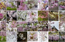 The Ultimate Guide to Japanese Cherry Blossom: When & Where