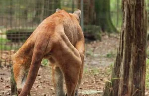 Puma, która była trzymana w nielegalnym zoo uczy się chodzić na nowo.