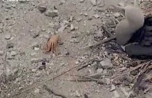 Krab odcina swoje szczypce po przegranej walce