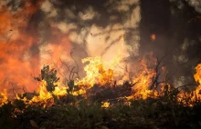 Groźny pożar w Kampinosie. Paliło się kilkanaście hektarów lasu