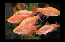 Ryby akwariowe- Brzanka różowa
