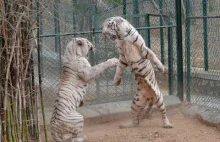 Ostra wymiana zdań między dwoma białymi tygrysami