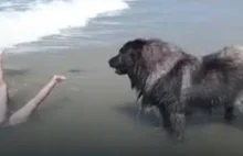 Dziewczynka kąpała się w morzu. Nagle pies zachował się jak …
