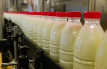 Afera mleczarska w Polsce - od lat rozcieńczali mleko