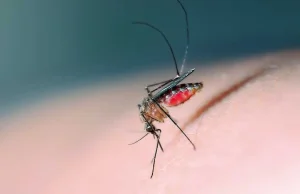 Komary GMO pomagają walczyć z chorobą. Denga w Brazylii w odwrocie