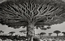 Galeria najstarszych i najpiękniejszych drzew na świecie.
