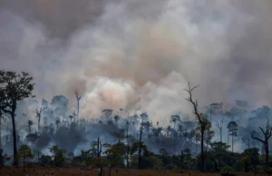 Ponad 100 tys. ha kolumbijskich lasów poszło z dymem: to przez podpalenia