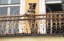 Pies hejnalista. Poznań ma koziołki, Kraków trębacza a Ostrów owczarka.