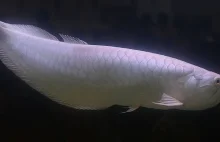 Najdroższa ryba akwariowa
