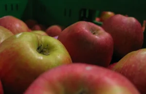 Rosjanie cofnęli partię 300 ton polskich jabłek