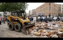 Sprzątanie ulic z bezdomnych psów w Pakistanie...