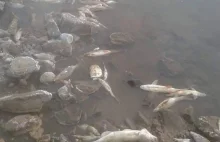 Kozienice zabiły kilka ton ryb w Wiśle